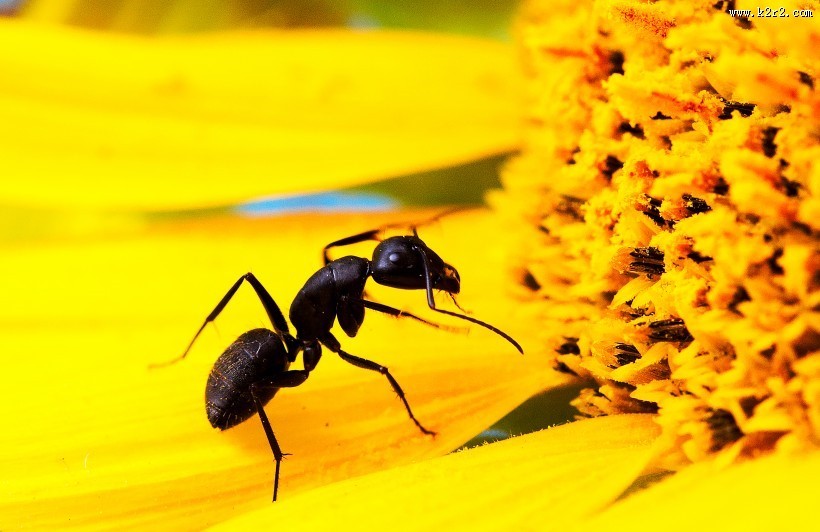 葵花上的黑蚂蚁图片大全