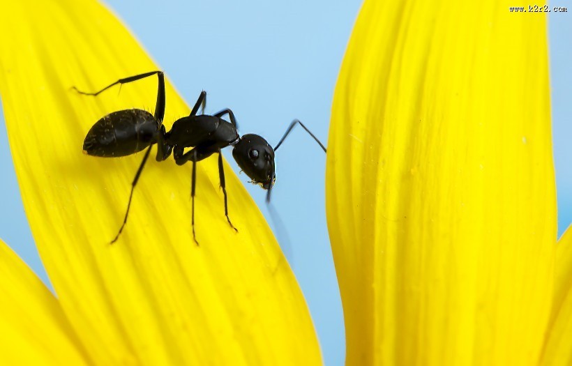 葵花上的黑蚂蚁图片大全