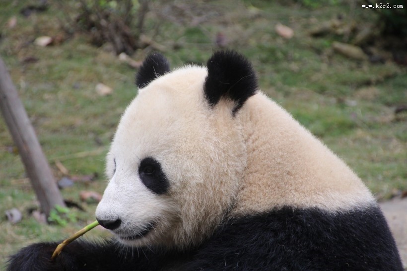 可爱无敌大熊猫图片
