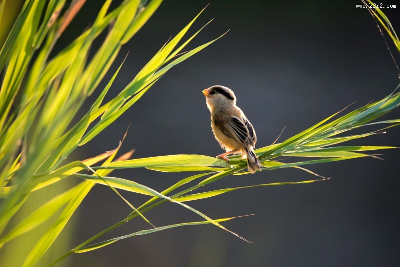 珍稀鸟种之震旦鸦雀图片