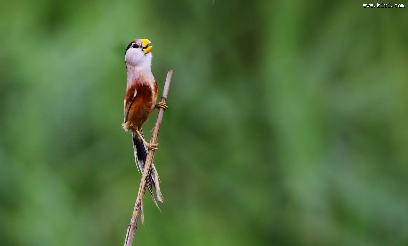 珍稀鸟种之震旦鸦雀图片