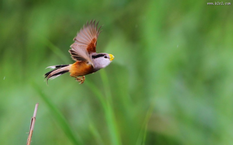 珍稀鸟种之震旦鸦雀图片