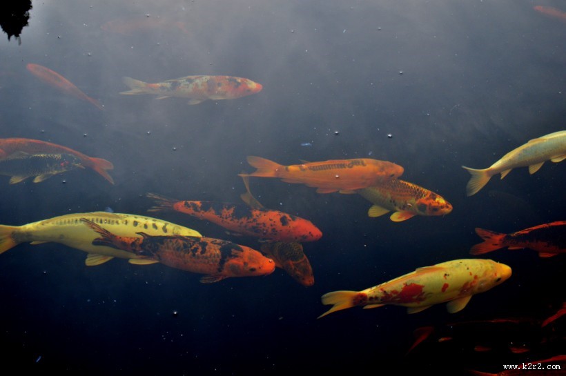 色彩缤纷的鲤鱼图片