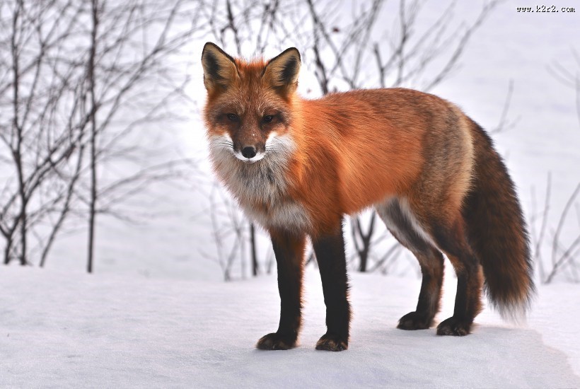 可爱狐狸图片大全