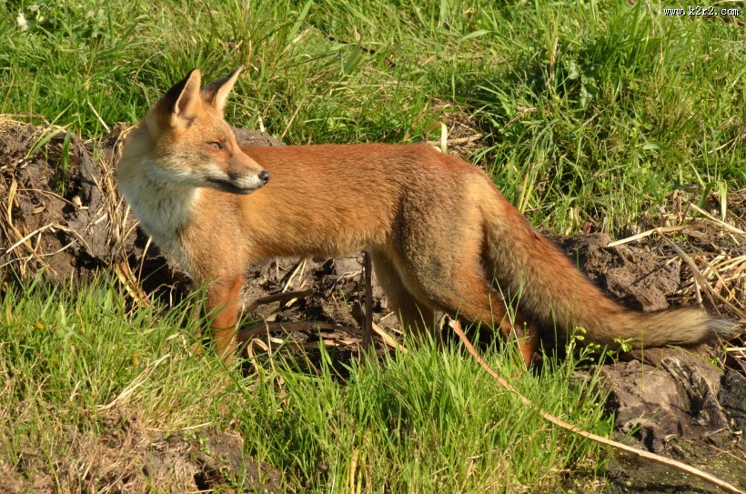 可爱狐狸图片大全