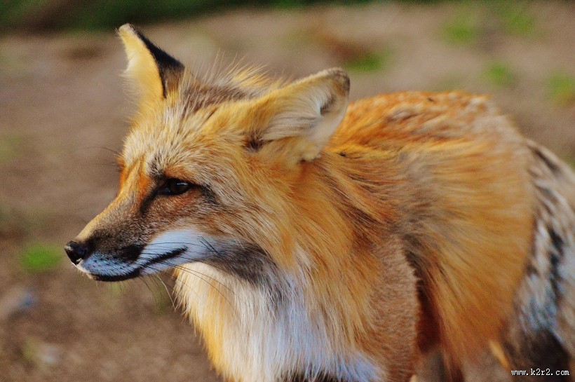 可爱狐狸图片大全