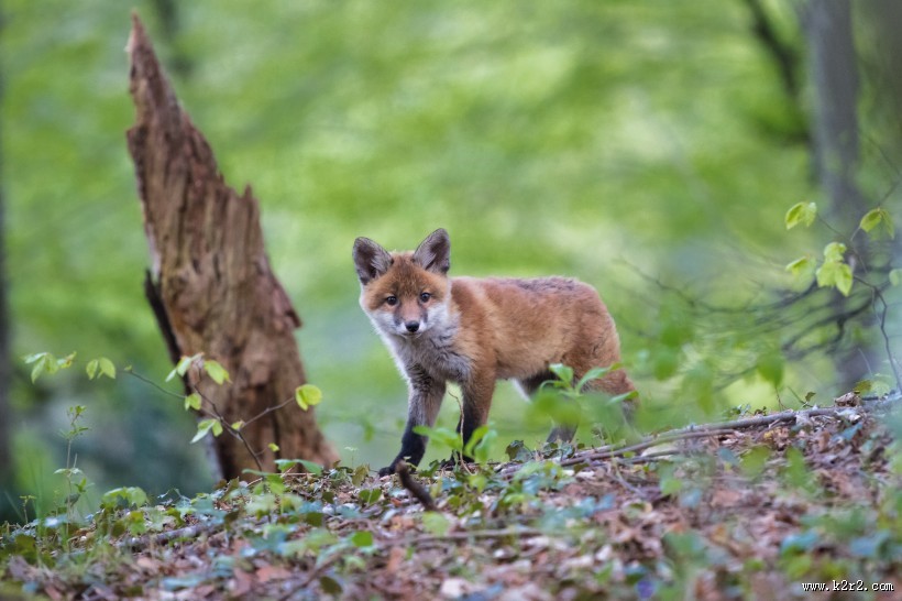 可爱狐狸图片大全