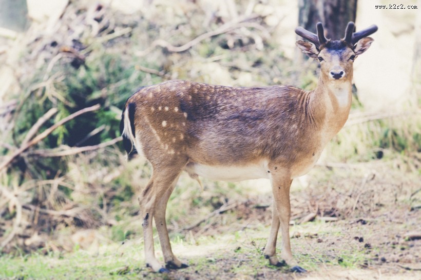 漂亮的梅花鹿图片