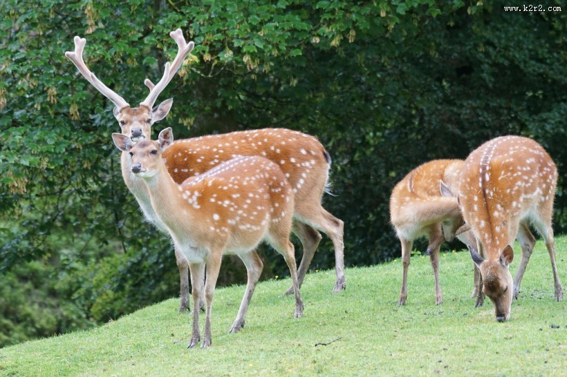漂亮的梅花鹿图片
