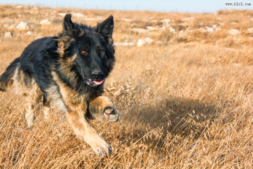 玩耍的狗狗图片大全