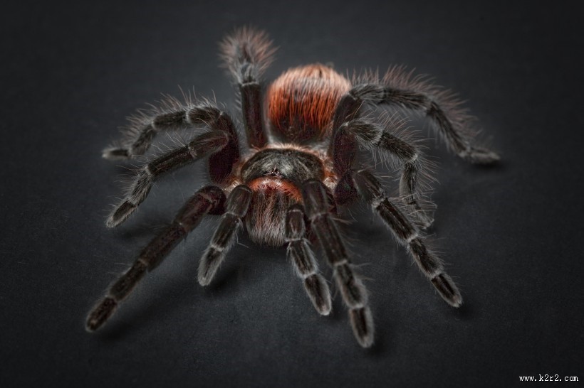 蜘蛛高清图片