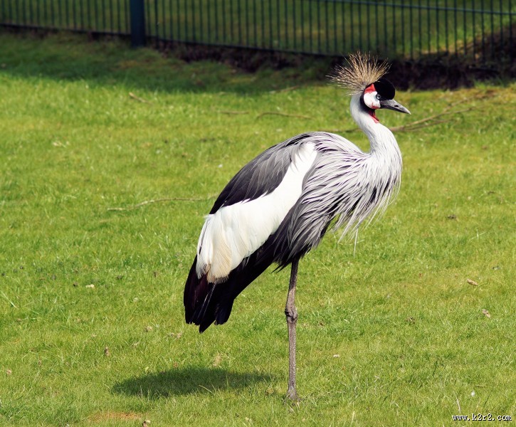 灰色丹顶鹤图片大全