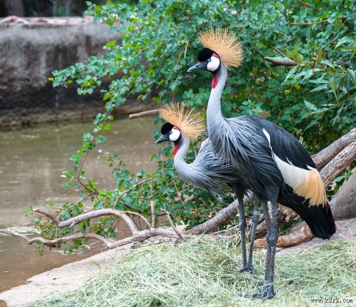 灰色丹顶鹤图片大全