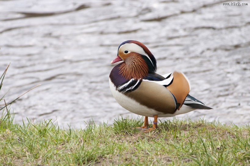美丽的鸳鸯图片