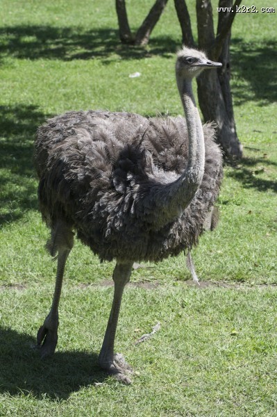 鸵鸟高清图片