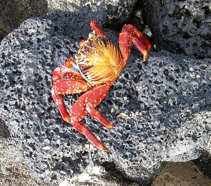 螃蟹高清图片