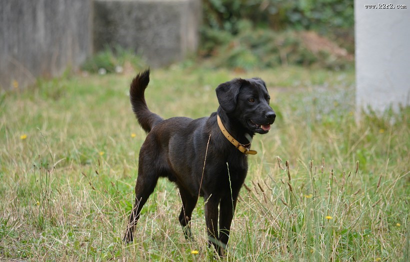 拉布拉多犬图片