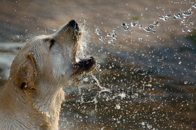 拉布拉多犬图片