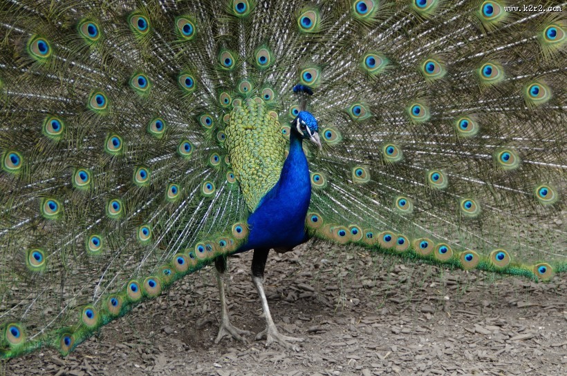 漂亮的孔雀开屏图片