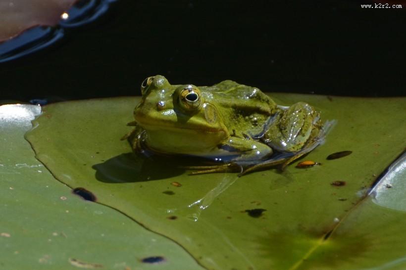 青蛙高清图片