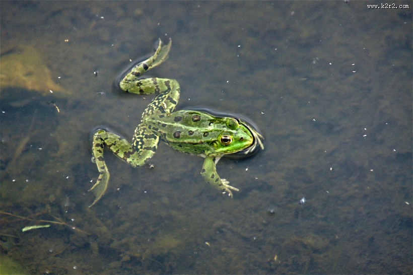 青蛙高清图片
