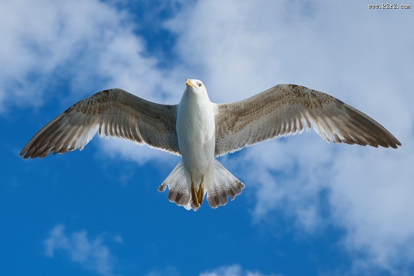 飞翔的海鸥高清图片大全