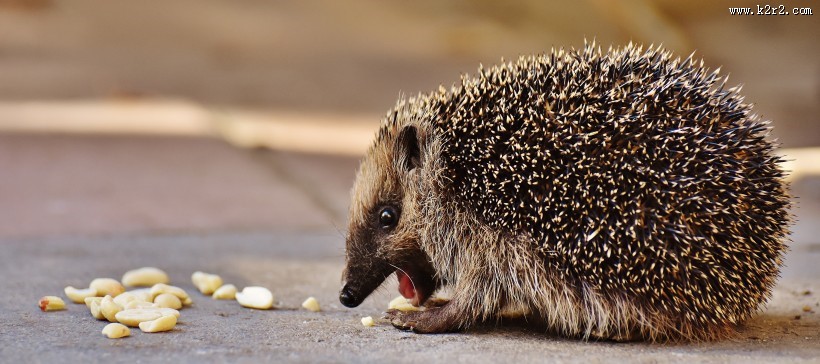 刺猬高清图片大全