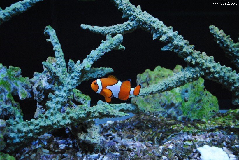 小丑鱼高清图片