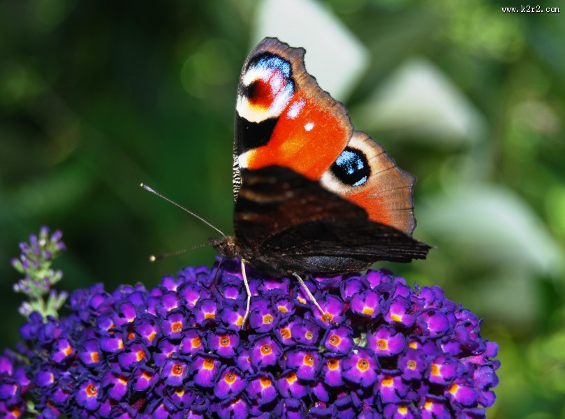 孔雀蝴蝶图片