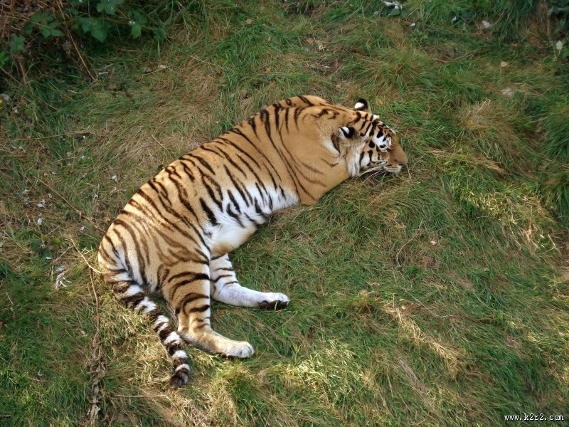 东北虎高清图片