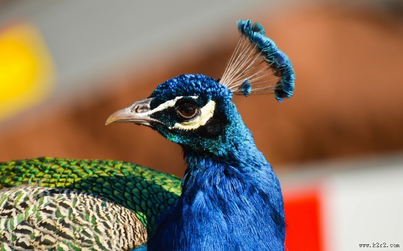 美丽的孔雀图片