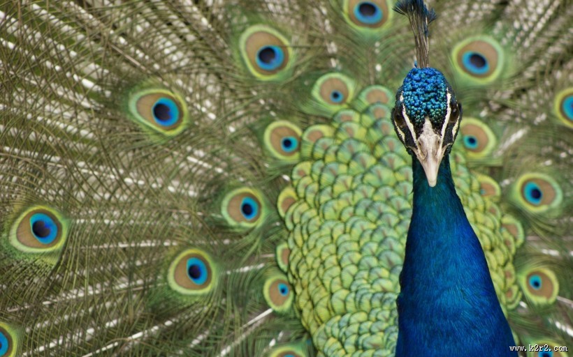 美丽的孔雀图片