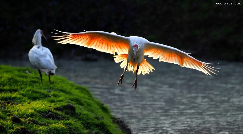 吉祥鸟朱鹮图片