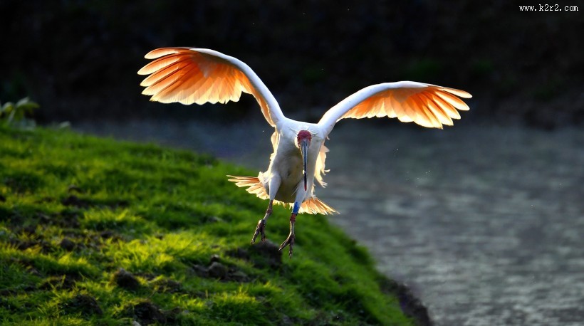 吉祥鸟朱鹮图片