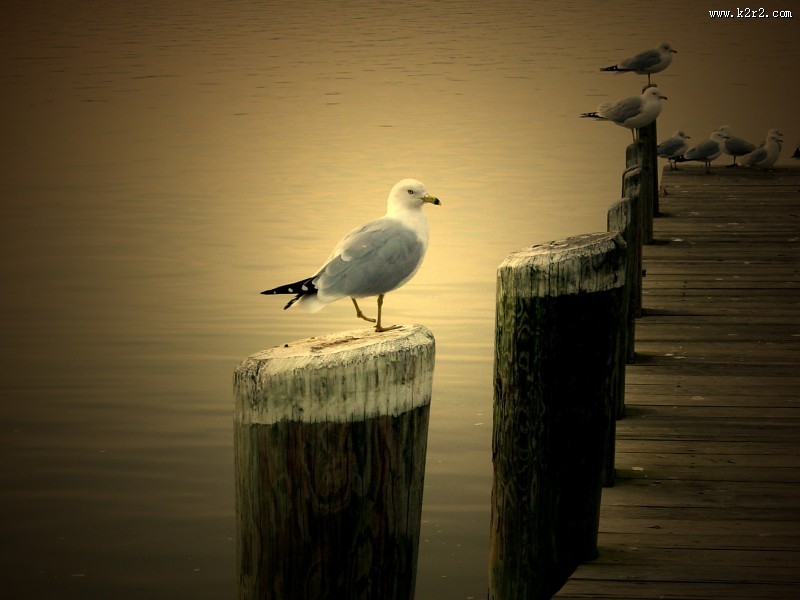 飞翔的海鸥图片