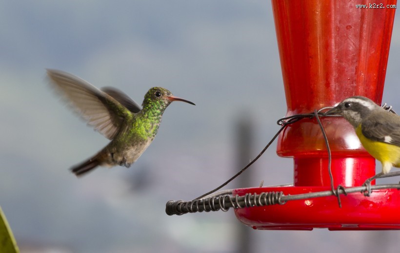 飞鸟采蜜吃食图片大全