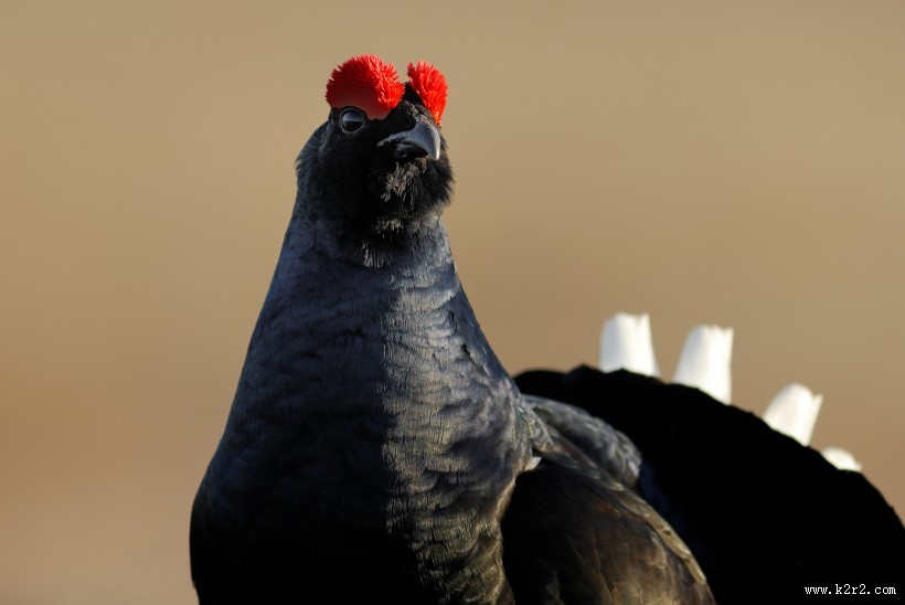 野鸡动物摄影图片大全