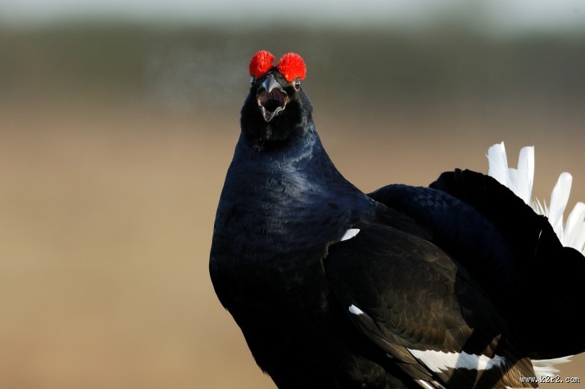野鸡动物摄影图片大全