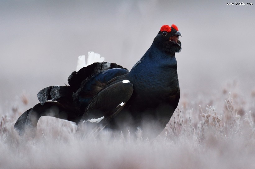 野鸡动物摄影图片大全