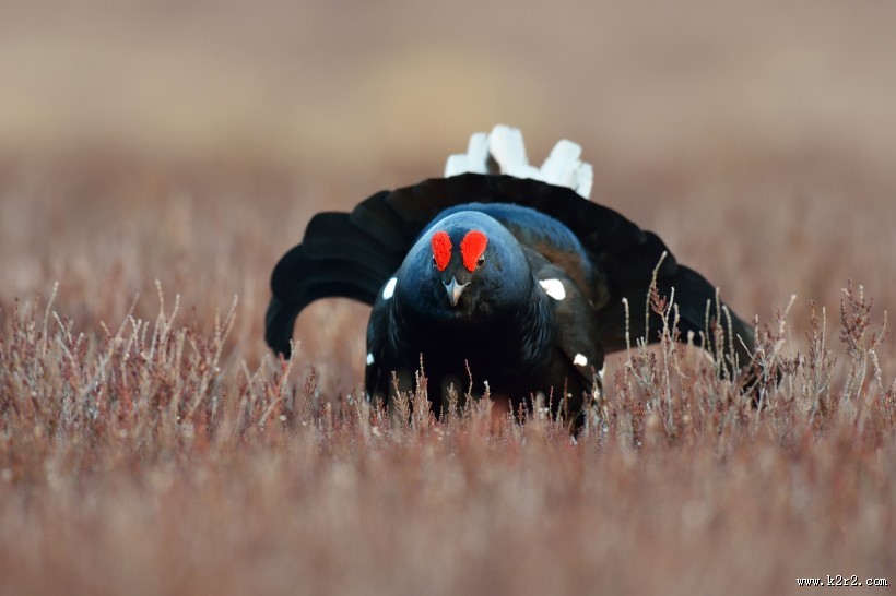 野鸡动物摄影图片大全