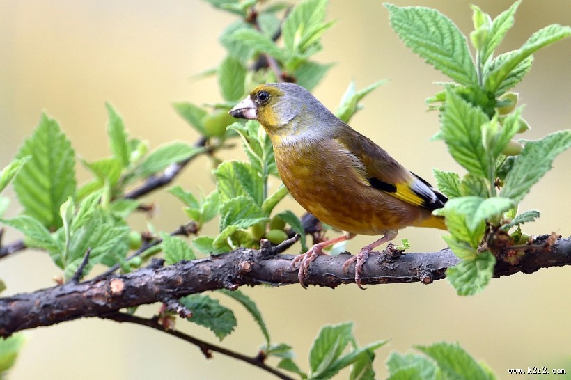 醒目的金翅雀图片大全
