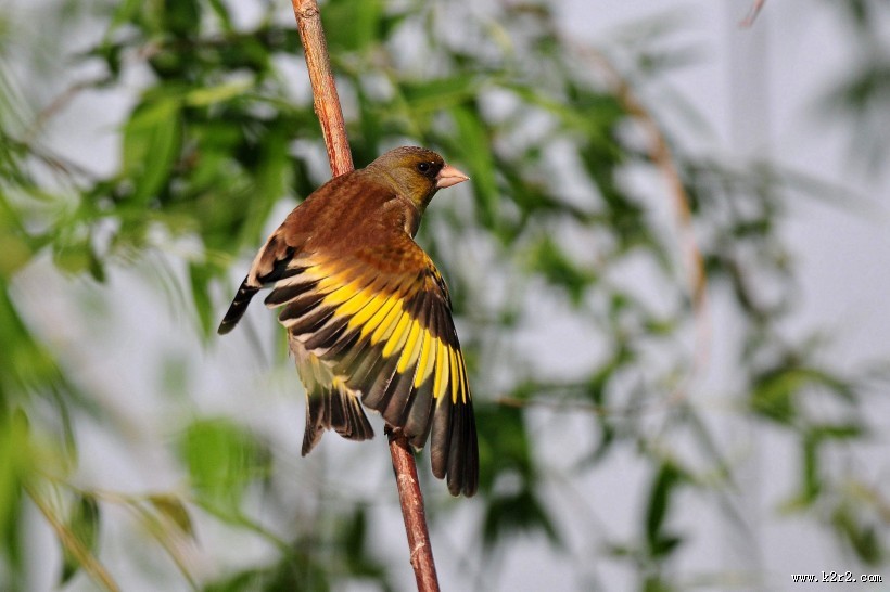 醒目的金翅雀图片大全