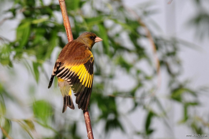 醒目的金翅雀图片大全