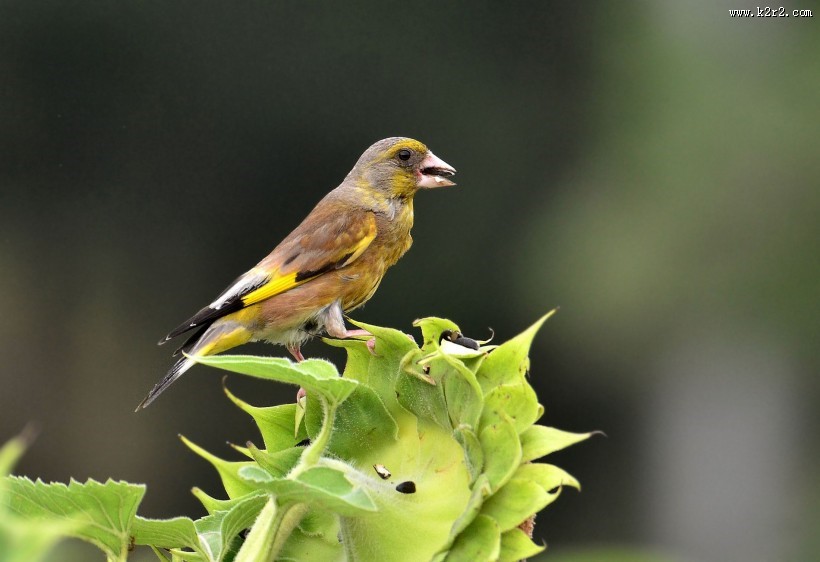 醒目的金翅雀图片大全