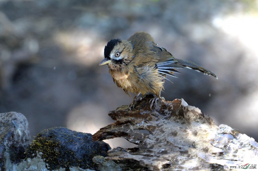 中型鸟类之眼纹噪鹛图片