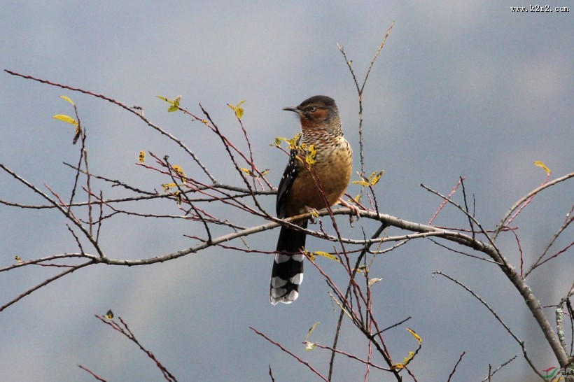 中型鸟类之眼纹噪鹛图片