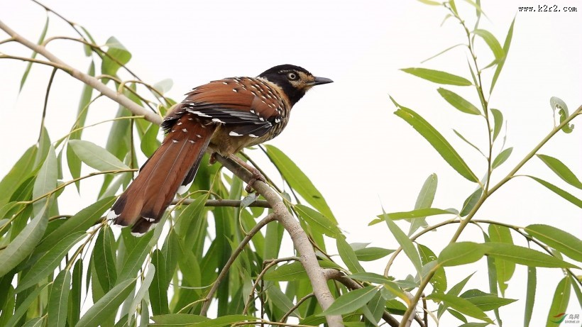 中型鸟类之眼纹噪鹛图片