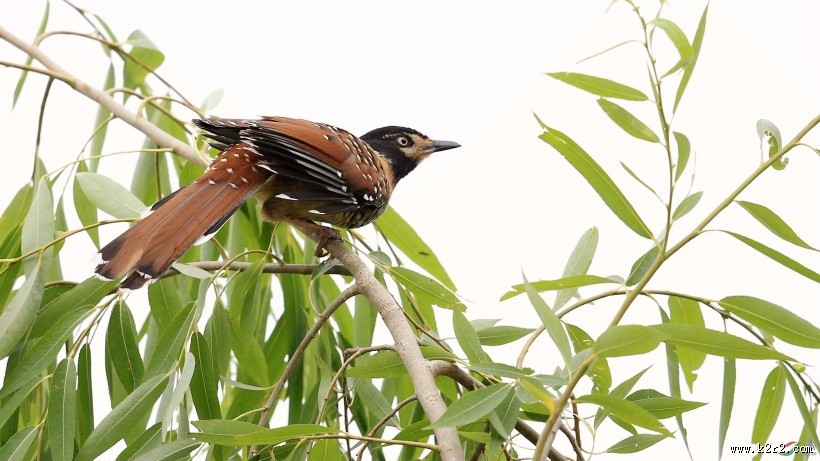 中型鸟类之眼纹噪鹛图片