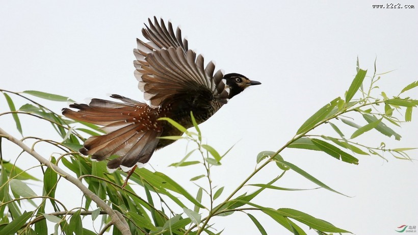 中型鸟类之眼纹噪鹛图片