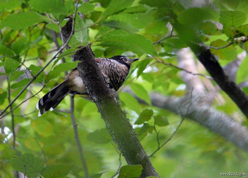 中型鸟类之眼纹噪鹛图片